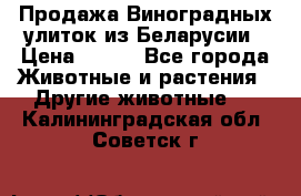 Продажа Виноградных улиток из Беларусии › Цена ­ 250 - Все города Животные и растения » Другие животные   . Калининградская обл.,Советск г.